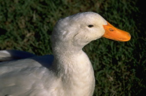 duck