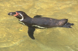 swimming
