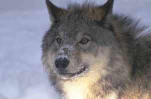 wolf