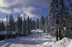 trees with snow