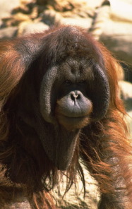 orangutan