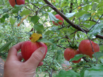 apples