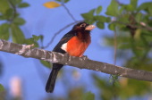 bird