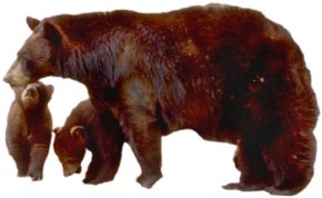 bears