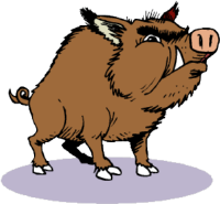 pig