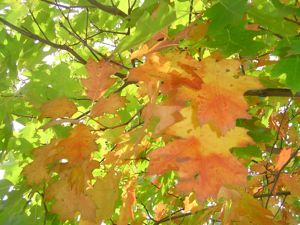 leaves