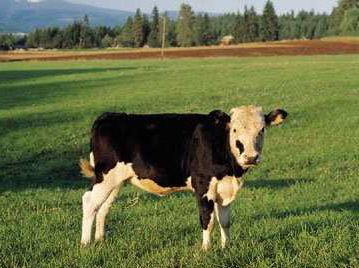 cow