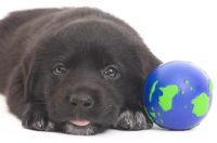 puppy