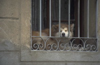 dog between two people
