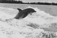dolphin