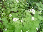 weeds