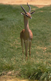 gazelle