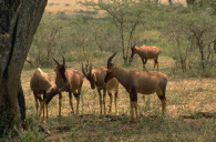 gazelles