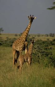 giraffes