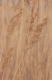 grain