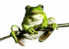 frog