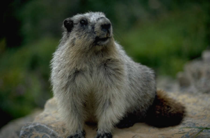 groundhog