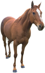 horse