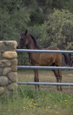 horse