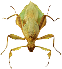 insect