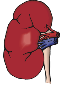kidney