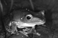 frog