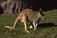 kangaroo