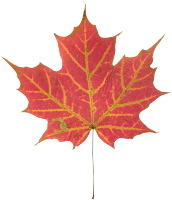 leaf