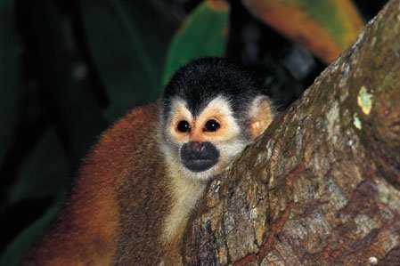 monkey