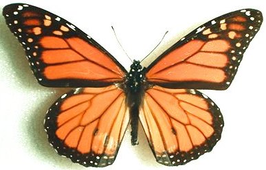 butterfly