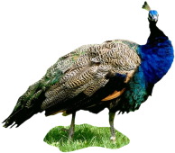 peacock