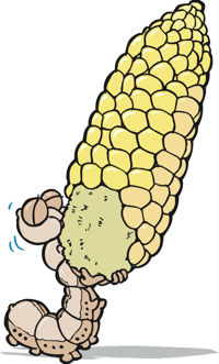 worm