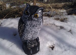 owl