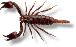 lethal scorpion