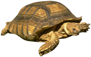 turtle