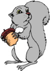 squirrel