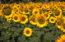 sunflowers