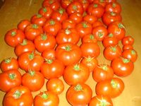 tomatoes