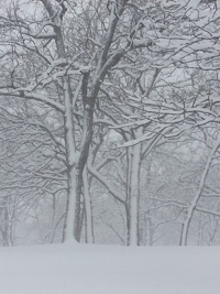 trees covered with snow