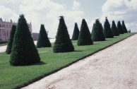 trees