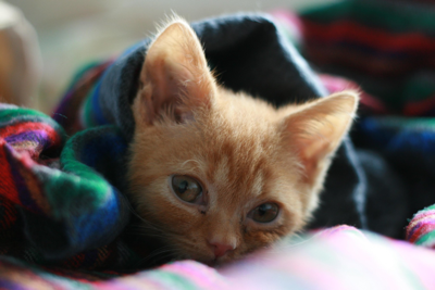 cat tucked in