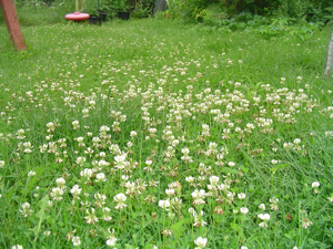 yard